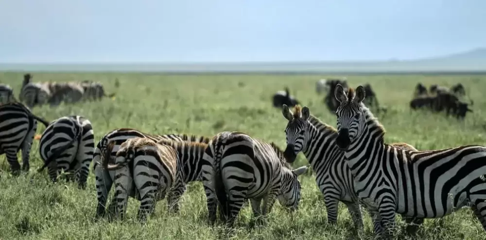 Cratera Tarangire e Ngorongoro de 2 dias saindo de Zanzibar
