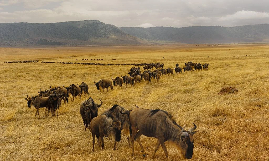 A grande migração dos gnus