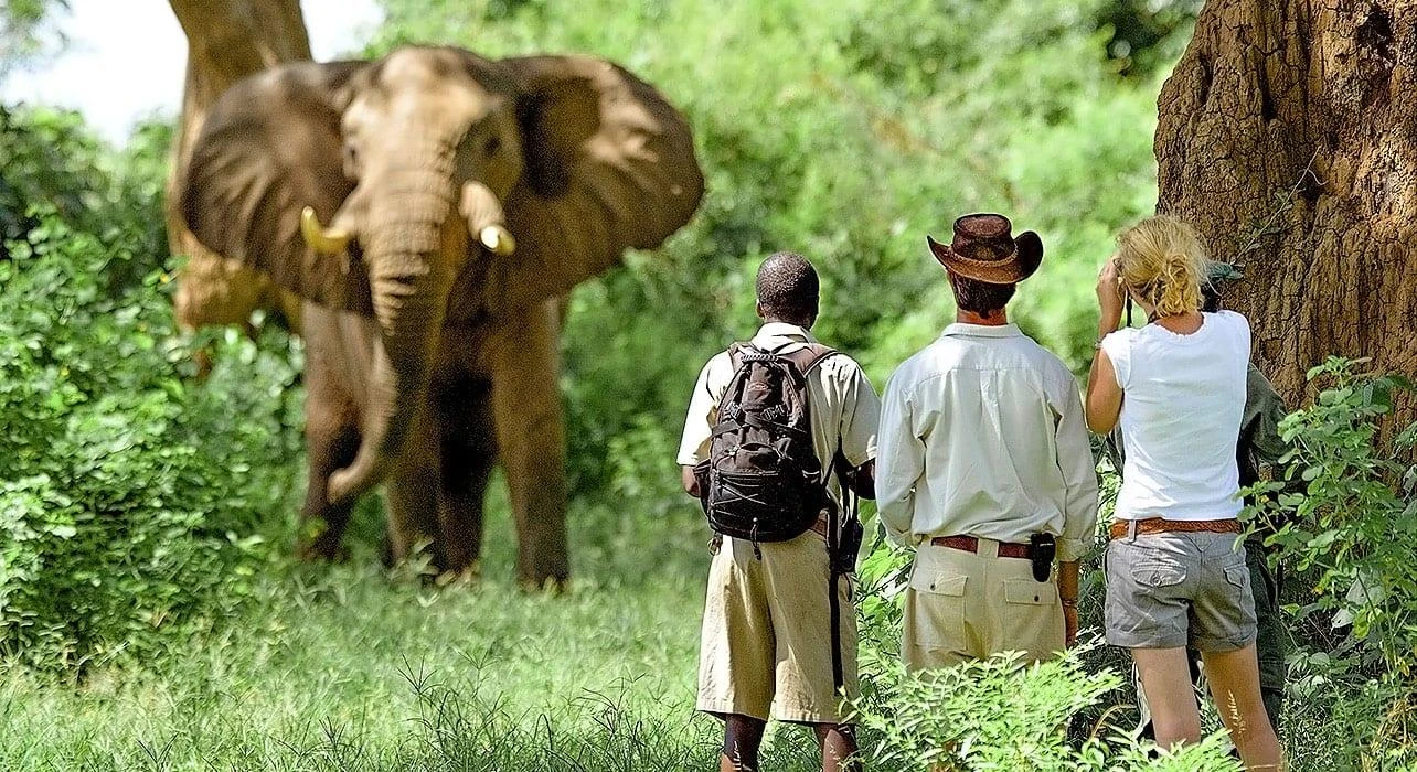 Safaris de vida selvagem na Tanzânia