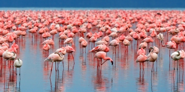 
415
Safari de 1 dia no Parque Nacional do Lago Manyara (Flamingos)