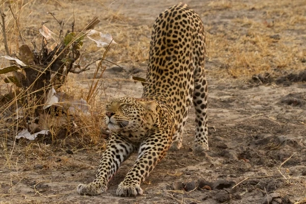 Nyerere Np (selous)