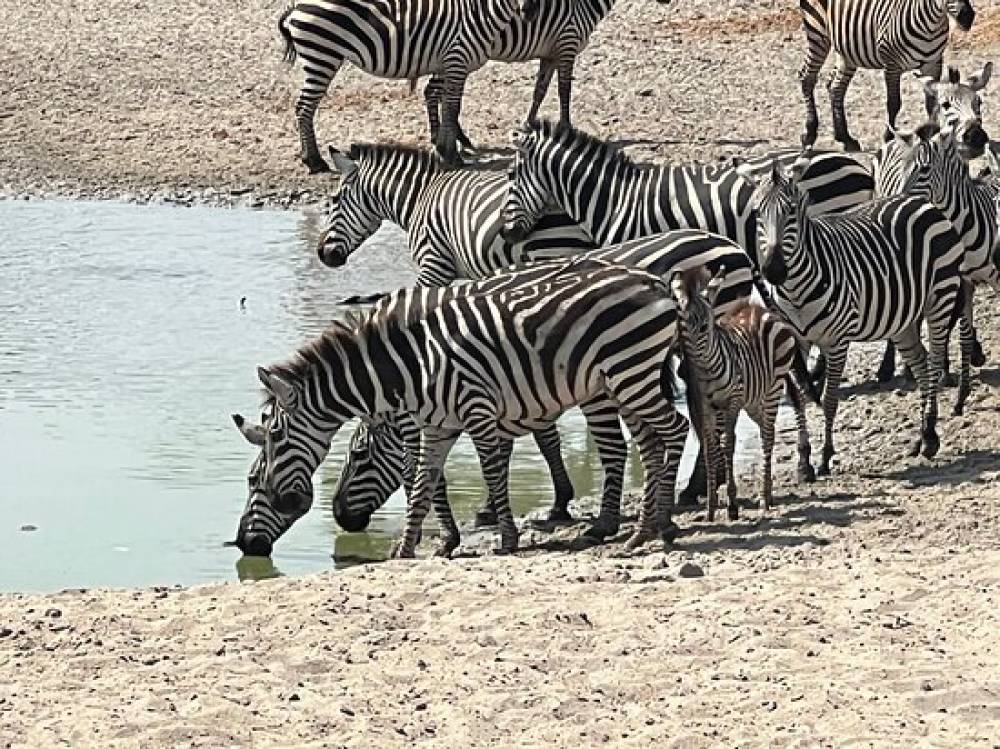 Grande Migração, Cultura e Safari em Lagos Ácidos de 10 Dias