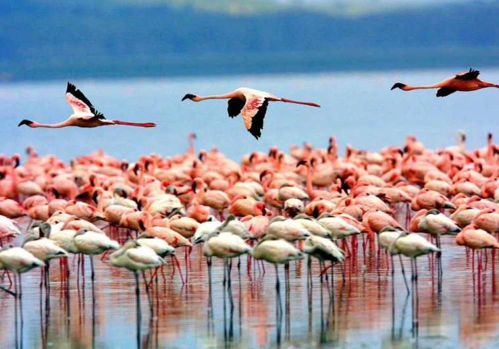 Excursão de 2 dias ao Lago Natron