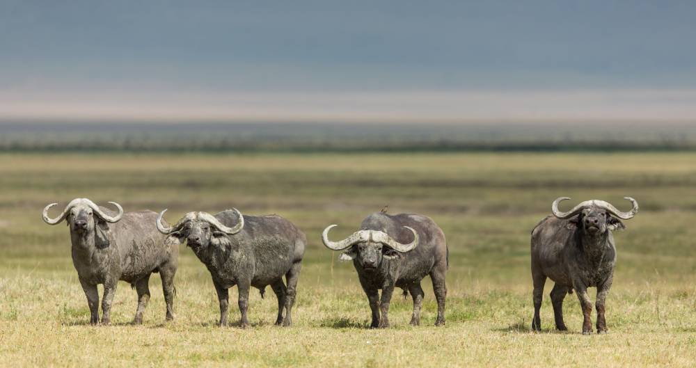 Passeio de 7 dias na Tanzânia em Fly out Luxury Safari