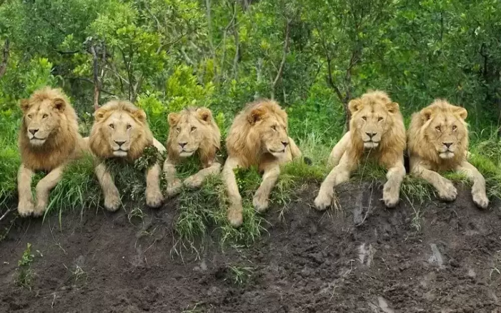 Excursão média de 4 dias em Tarangire, Ngorongoro e Kilimanjaro