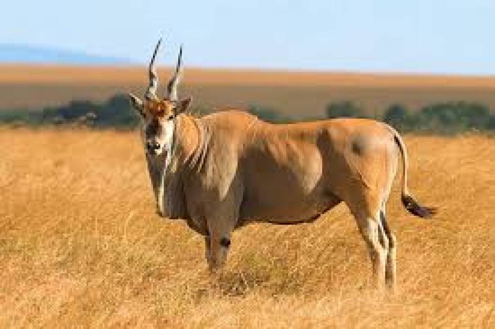 Tarangire de 6 dias, Manyara, Ngorongoro e Lago Eyasi