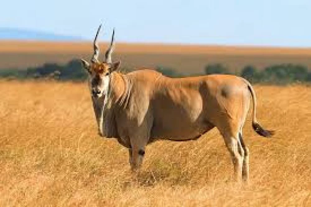 Tarangire de 6 dias, Manyara, Ngorongoro e Lago Eyasi