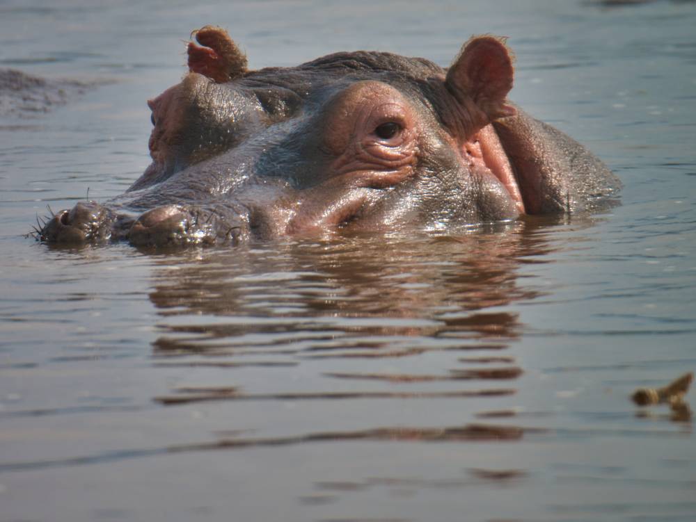 Safari Tarangire, Serengeti, Cratera de Ngorongoro - 8 dias
