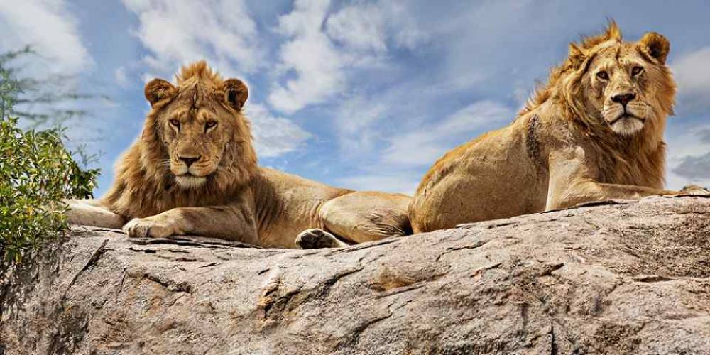 Safari de 10 dias na natureza - Lago Vitória - Kilimanjaro (econômico)