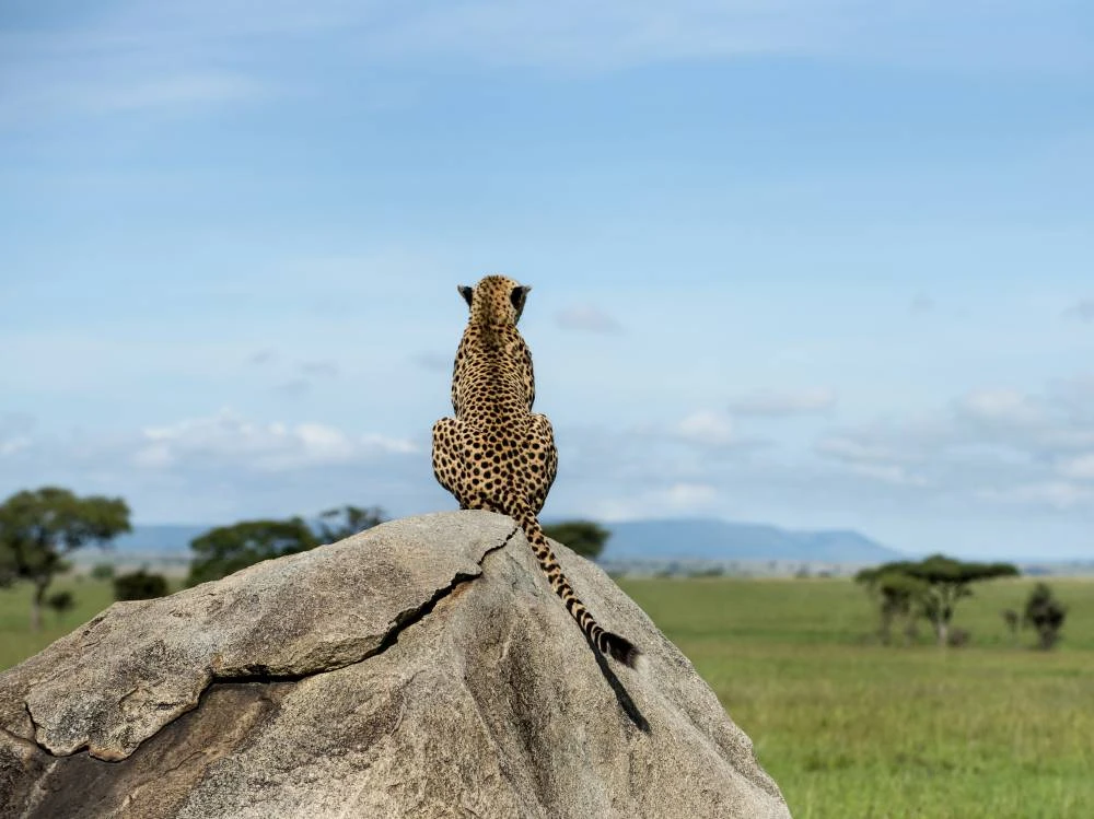 Serengeti de 9 dias, Ngorongoro, Tarangire e Kilimanjaro