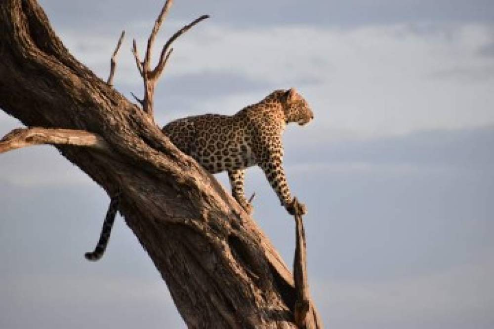 Fly in e fly out Safari de luxo de 3 dias