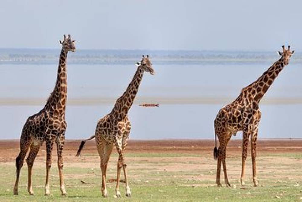 Safari de 10 dias na natureza - Lago Vitória - Kilimanjaro (Lodge Safari)