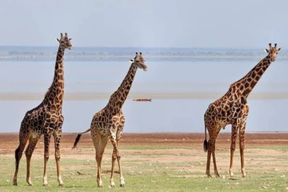Safari de 10 dias na natureza - Lago Vitória - Kilimanjaro (Lodge Safari)