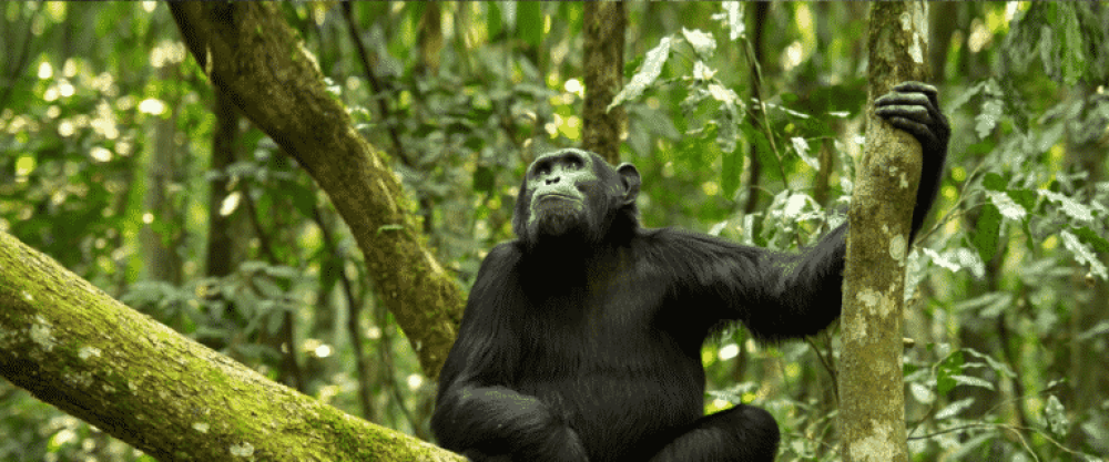 Experiência de 3 dias com chimpanzés em Gombe