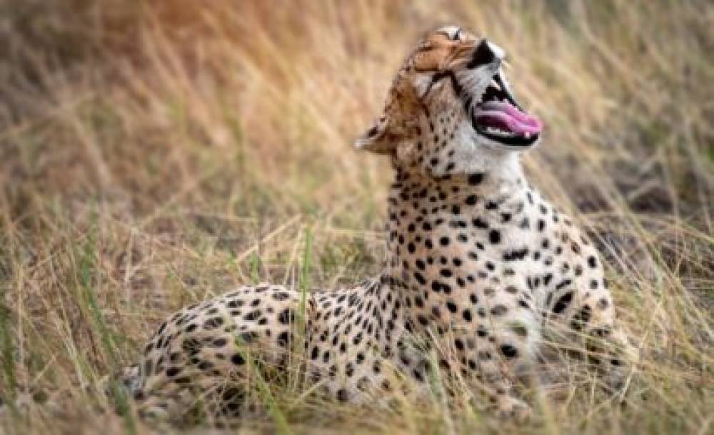 Safari de vida selvagem de 1 dia no Parque Nacional de Arusha