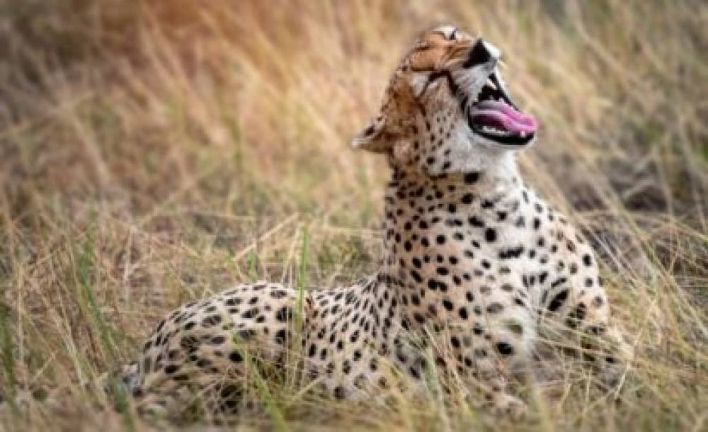 Safari de vida selvagem de 1 dia no Parque Nacional de Arusha