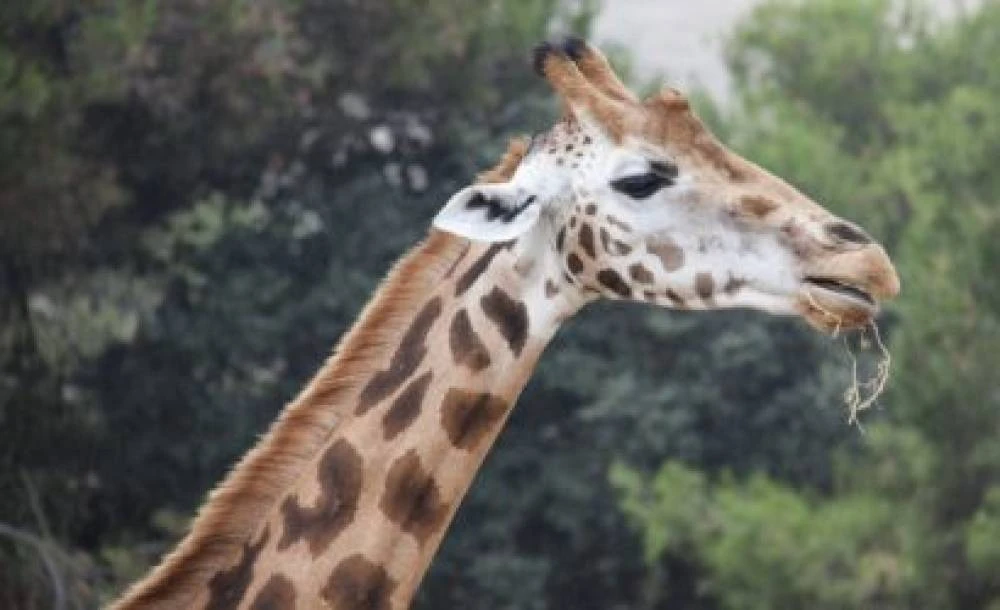 Aventura de 4 dias na vida selvagem no Parque Nacional Ruaha