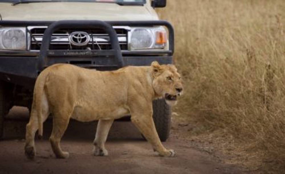 Ruaha de 3 dias e 2 noites saindo de Dar Es Salaam
