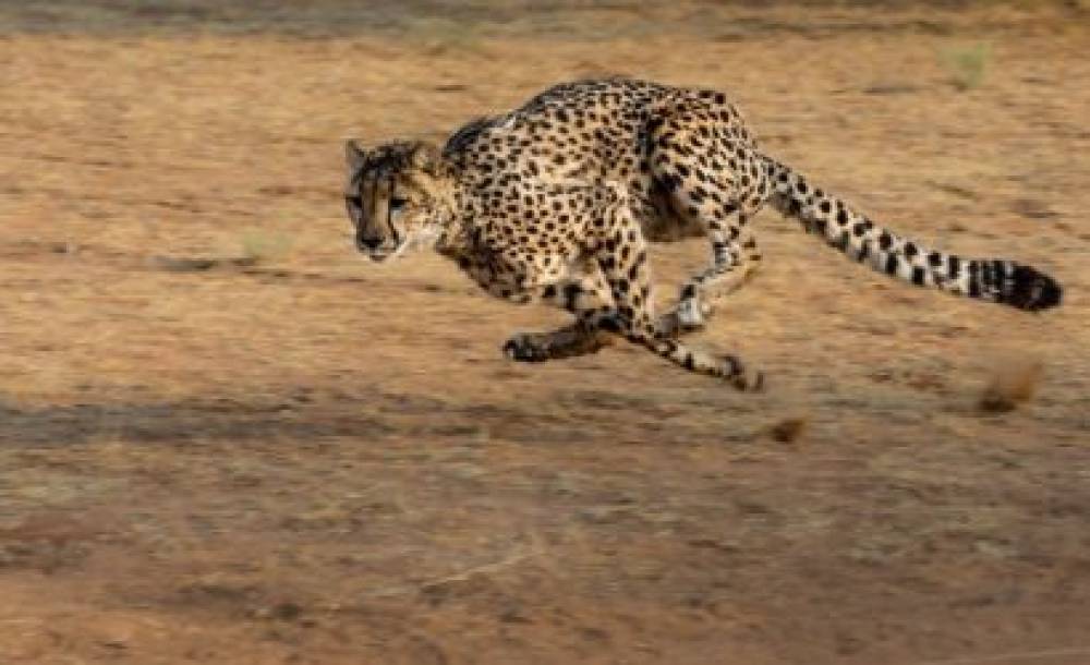 Safari de 5 dias em Serengeti e Ngorongoro de médio alcance