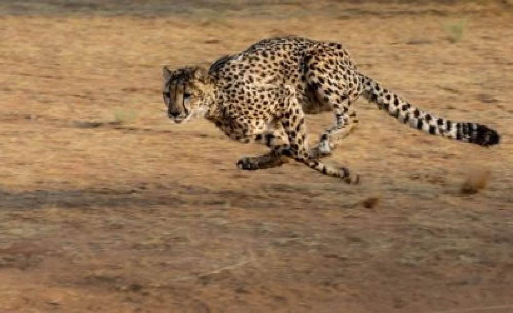 Safari de 5 dias em Serengeti e Ngorongoro de médio alcance
