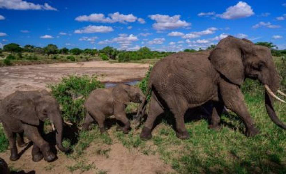 Safari de gama média de 6 dias na Tanzânia