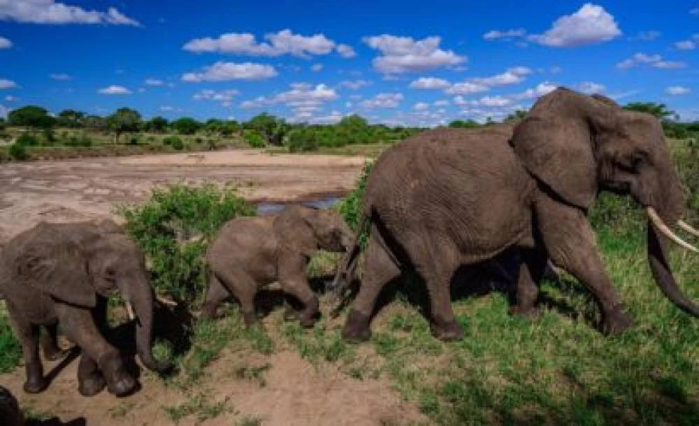 Safari de gama média de 6 dias na Tanzânia