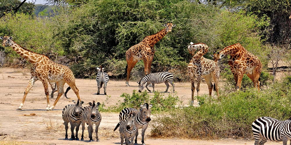 Big 5 africanos (orçamento) - 9 dias